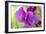 Two Sweet Pea Flowers-Cora Niele-Framed Photographic Print