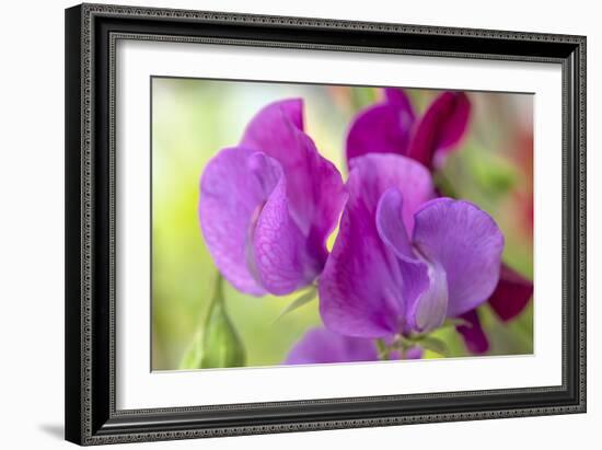 Two Sweet Pea Flowers-Cora Niele-Framed Photographic Print