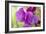 Two Sweet Pea Flowers-Cora Niele-Framed Photographic Print