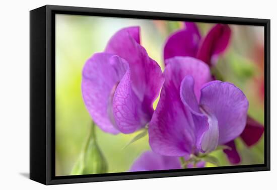 Two Sweet Pea Flowers-Cora Niele-Framed Premier Image Canvas