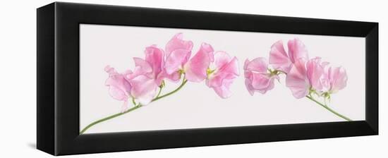 Two Sweet Peas-Cora Niele-Framed Premier Image Canvas