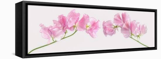 Two Sweet Peas-Cora Niele-Framed Premier Image Canvas