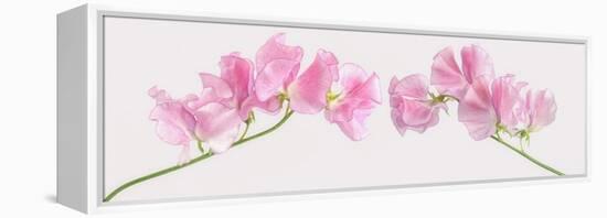 Two Sweet Peas-Cora Niele-Framed Premier Image Canvas