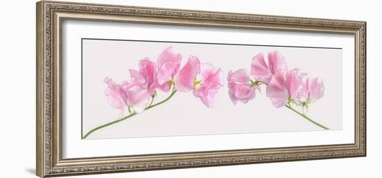 Two Sweet Peas-Cora Niele-Framed Photographic Print