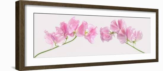 Two Sweet Peas-Cora Niele-Framed Photographic Print