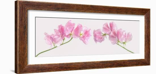 Two Sweet Peas-Cora Niele-Framed Photographic Print