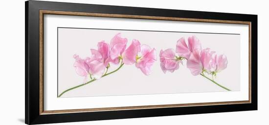 Two Sweet Peas-Cora Niele-Framed Photographic Print