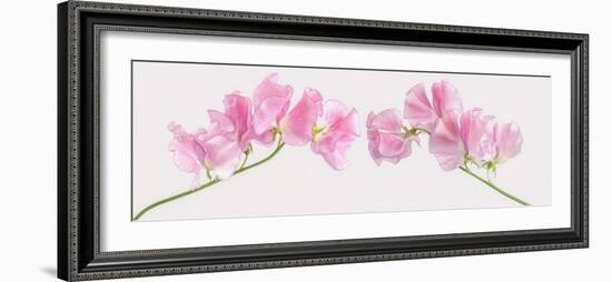 Two Sweet Peas-Cora Niele-Framed Photographic Print