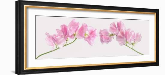 Two Sweet Peas-Cora Niele-Framed Photographic Print