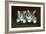 Two Tabby Kittens-Horatio Henry Couldery-Framed Giclee Print