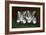 Two Tabby Kittens-Horatio Henry Couldery-Framed Giclee Print