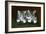 Two Tabby Kittens-Horatio Henry Couldery-Framed Giclee Print