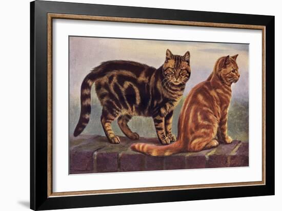 Two Tabbys on a Wall-W. Luker-Framed Art Print