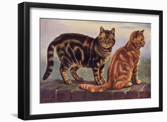 Two Tabbys on a Wall-W. Luker-Framed Art Print