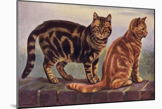 Two Tabbys on a Wall-W. Luker-Mounted Art Print