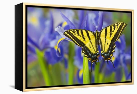 Two-Tailed Swallowtail Butterfly-Darrell Gulin-Framed Premier Image Canvas