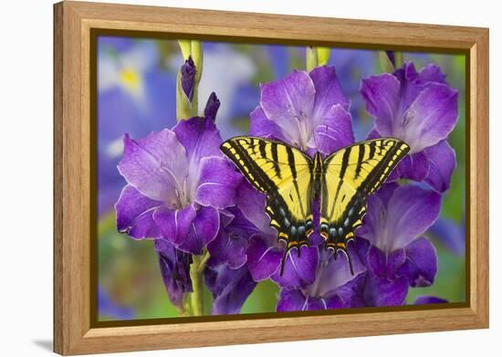 Two-Tailed Swallowtail Butterfly-Darrell Gulin-Framed Premier Image Canvas