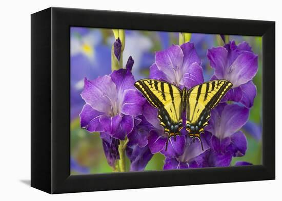 Two-Tailed Swallowtail Butterfly-Darrell Gulin-Framed Premier Image Canvas