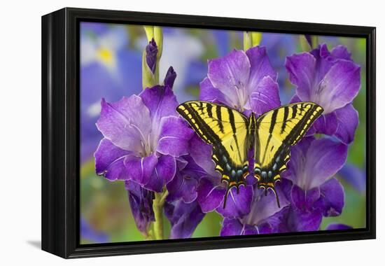 Two-Tailed Swallowtail Butterfly-Darrell Gulin-Framed Premier Image Canvas