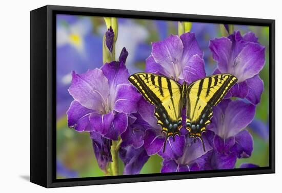 Two-Tailed Swallowtail Butterfly-Darrell Gulin-Framed Premier Image Canvas