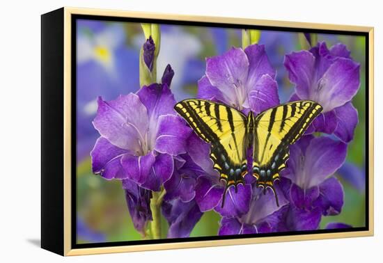 Two-Tailed Swallowtail Butterfly-Darrell Gulin-Framed Premier Image Canvas