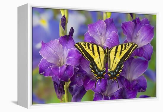 Two-Tailed Swallowtail Butterfly-Darrell Gulin-Framed Premier Image Canvas