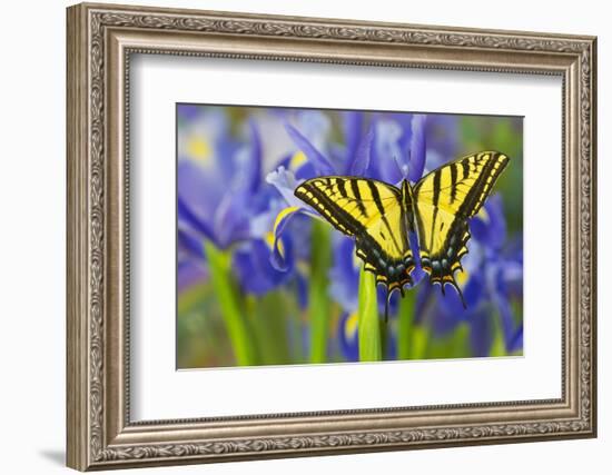 Two-Tailed Swallowtail Butterfly-Darrell Gulin-Framed Photographic Print