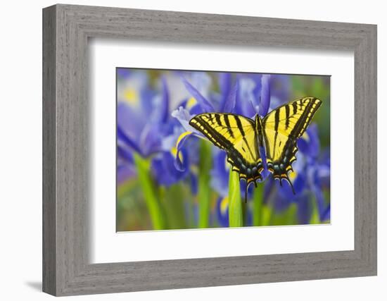 Two-Tailed Swallowtail Butterfly-Darrell Gulin-Framed Photographic Print