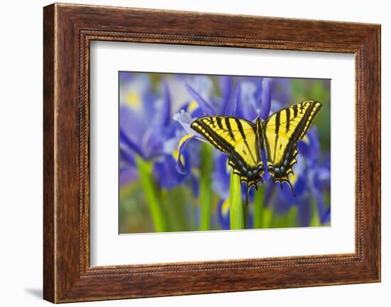 Two-Tailed Swallowtail Butterfly-Darrell Gulin-Framed Photographic Print