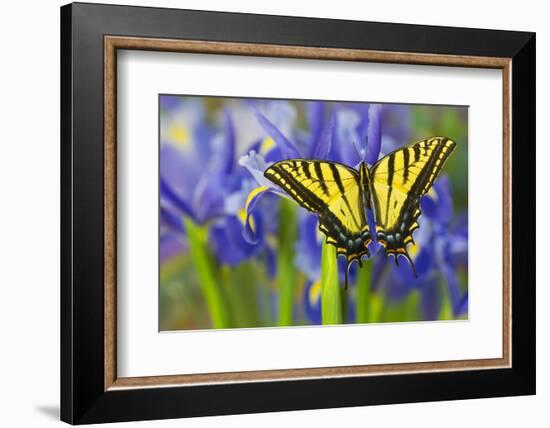 Two-Tailed Swallowtail Butterfly-Darrell Gulin-Framed Photographic Print