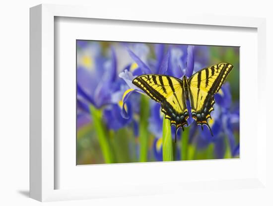 Two-Tailed Swallowtail Butterfly-Darrell Gulin-Framed Photographic Print