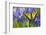 Two-Tailed Swallowtail Butterfly-Darrell Gulin-Framed Photographic Print