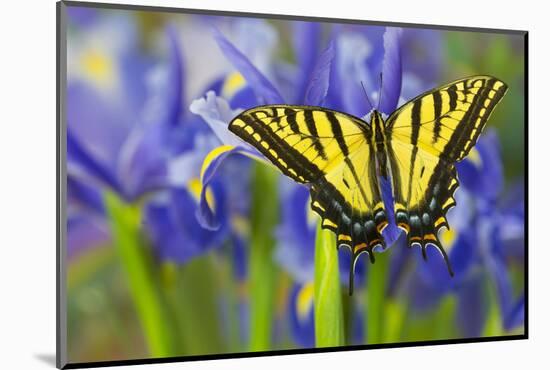 Two-Tailed Swallowtail Butterfly-Darrell Gulin-Mounted Photographic Print