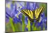 Two-Tailed Swallowtail Butterfly-Darrell Gulin-Mounted Photographic Print