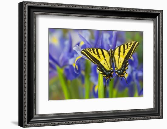 Two-Tailed Swallowtail Butterfly-Darrell Gulin-Framed Photographic Print