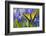 Two-Tailed Swallowtail Butterfly-Darrell Gulin-Framed Photographic Print