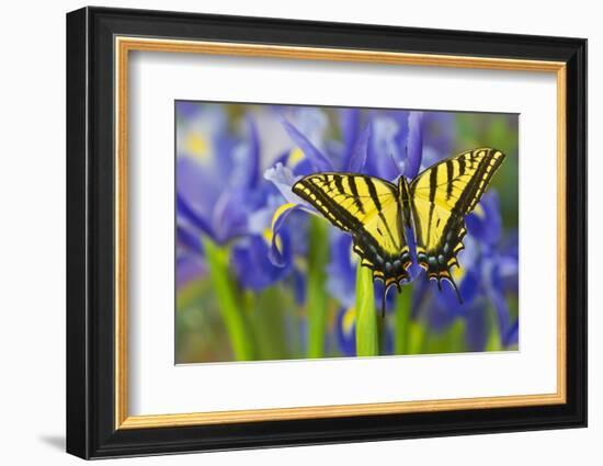 Two-Tailed Swallowtail Butterfly-Darrell Gulin-Framed Photographic Print