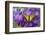 Two-Tailed Swallowtail Butterfly-Darrell Gulin-Framed Photographic Print