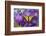 Two-Tailed Swallowtail Butterfly-Darrell Gulin-Framed Photographic Print