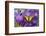 Two-Tailed Swallowtail Butterfly-Darrell Gulin-Framed Photographic Print