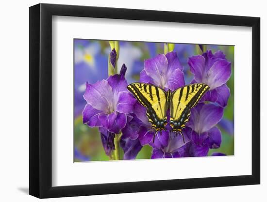 Two-Tailed Swallowtail Butterfly-Darrell Gulin-Framed Photographic Print