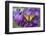 Two-Tailed Swallowtail Butterfly-Darrell Gulin-Framed Photographic Print