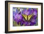 Two-Tailed Swallowtail Butterfly-Darrell Gulin-Framed Photographic Print