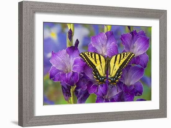 Two-Tailed Swallowtail Butterfly-Darrell Gulin-Framed Photographic Print