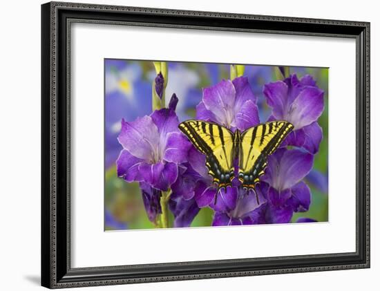 Two-Tailed Swallowtail Butterfly-Darrell Gulin-Framed Photographic Print