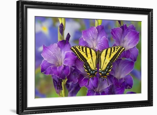 Two-Tailed Swallowtail Butterfly-Darrell Gulin-Framed Photographic Print