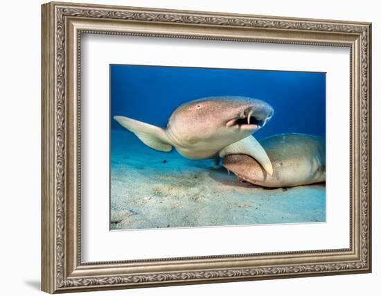 two tawny nurse sharks on seabed at dusk, maldives-alex mustard-Framed Photographic Print