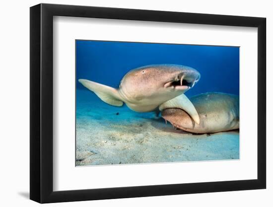 two tawny nurse sharks on seabed at dusk, maldives-alex mustard-Framed Photographic Print