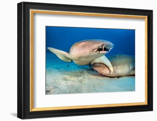 two tawny nurse sharks on seabed at dusk, maldives-alex mustard-Framed Photographic Print