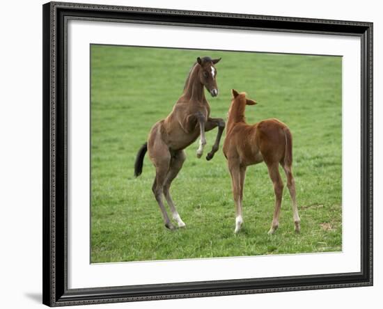 Two Thoroughbred Colt Foals, Playing, Virgina-Carol Walker-Framed Photographic Print